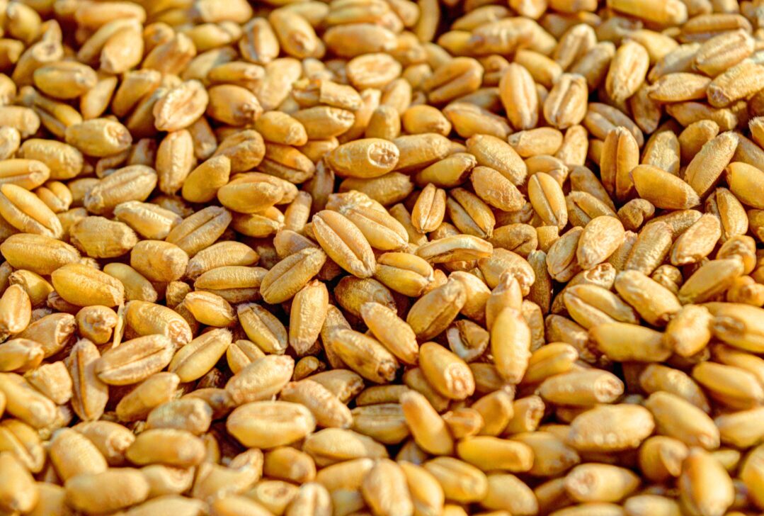 গম আমদানি শুরু